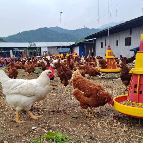 Poultry Farming